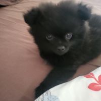 Chiot spitz nain #3