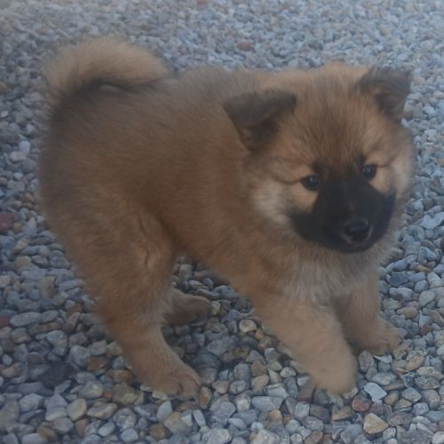 Chiots eurasier #1