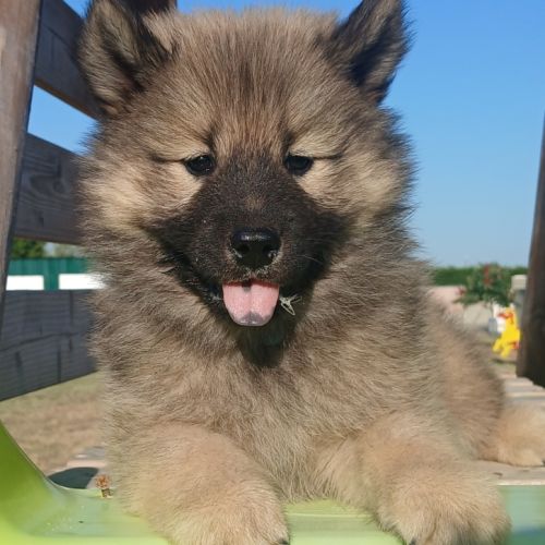 Chiots eurasier #0
