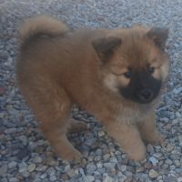 Chiots eurasier #1