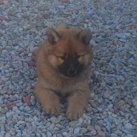 Chiots eurasier #2