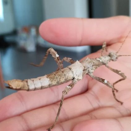 Phasmes sungaya inexpectata #2