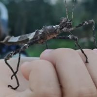 Phasmes sungaya inexpectata