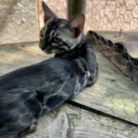 Magnifiques chatons bengal loof