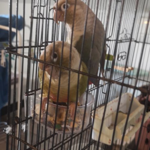 Vend couple conure molinae