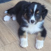 Chiots bergers australiens #1