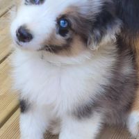 Chiots bergers australiens