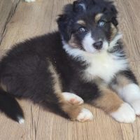 Chiots bergers australiens #3