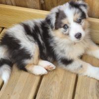 Chiots bergers australiens #5