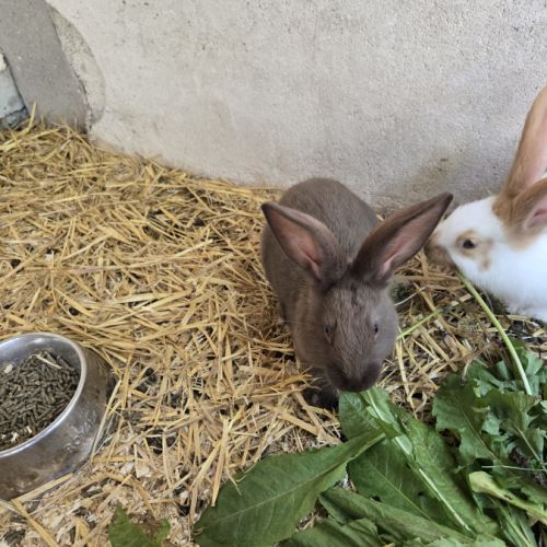 Lapereaux géant papillon #1