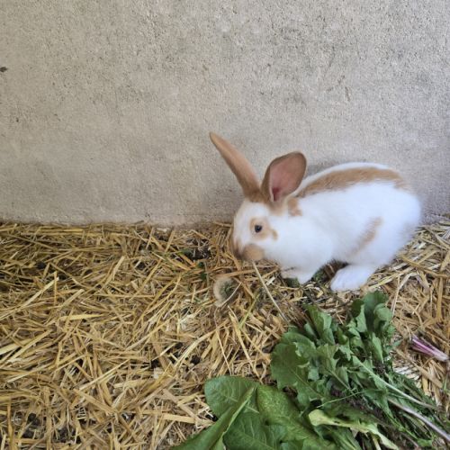 Lapereaux géant papillon #2