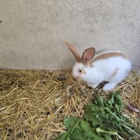 Lapereaux géant papillon #2