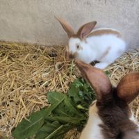 Lapereaux géant papillon