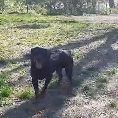 Tres beau rotweiler de 4 ans  lof