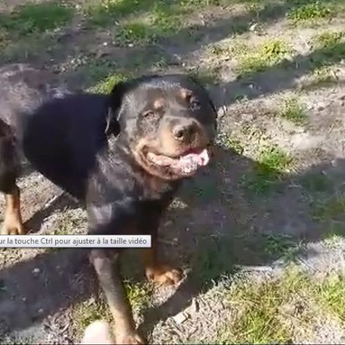 Tres beau rotweiler de 4 ans  lof #2