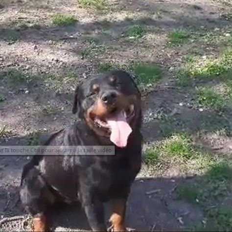 Tres beau rotweiler de 4 ans  lof #3
