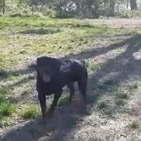 Tres beau rotweiler de 4 ans  lof #0