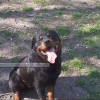 Tres beau rotweiler de 4 ans  lof #3