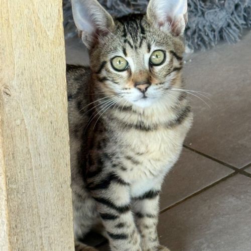 Chatons savannah f6 & sbt & prestigieuses origines