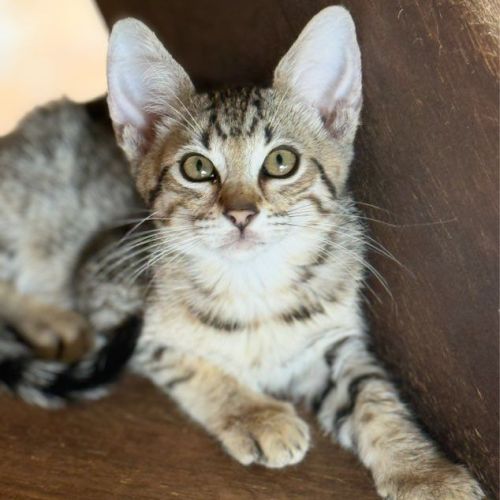 Chatons savannah f6 & sbt & prestigieuses origines