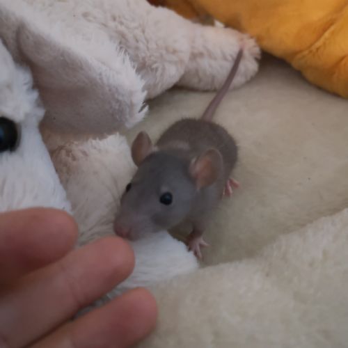 Jeunes ratons à l'adoption #4
