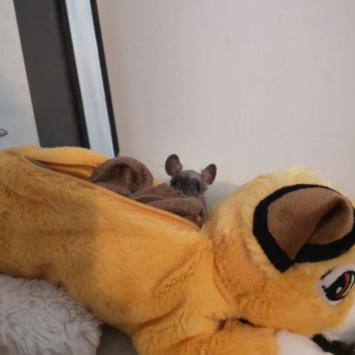 Jeunes ratons à l'adoption #6