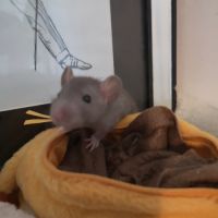 Jeunes ratons à l'adoption #1