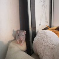 Jeunes ratons à l'adoption