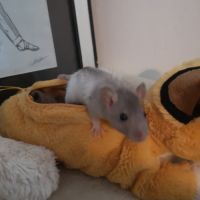 Jeunes ratons à l'adoption #3