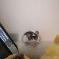 Jeunes ratons à l'adoption #5