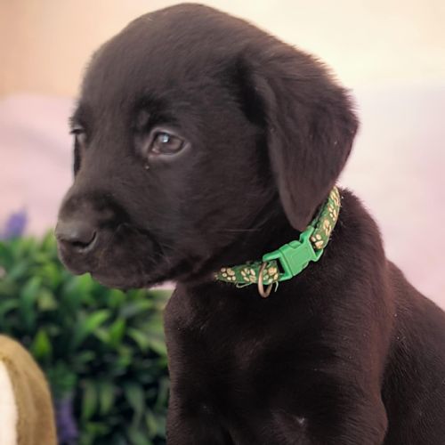 Chiots labrador lof #2