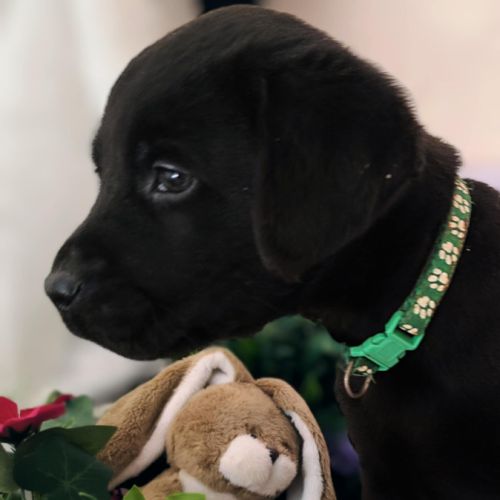 Chiots labrador lof #4