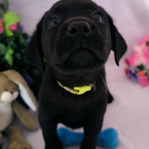 Chiots labrador lof #5