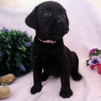 Chiots labrador lof #3