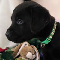 Chiots labrador lof #4