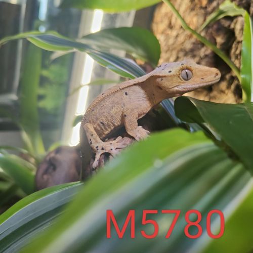 Geckos à crête 2 femelles et un mâle #1