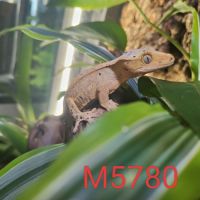 Geckos à crête 2 femelles et un mâle #1