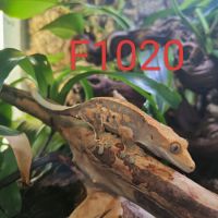 Geckos à crête 2 femelles et un mâle #4