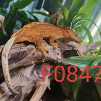 Geckos à crête 2 femelles et un mâle #6