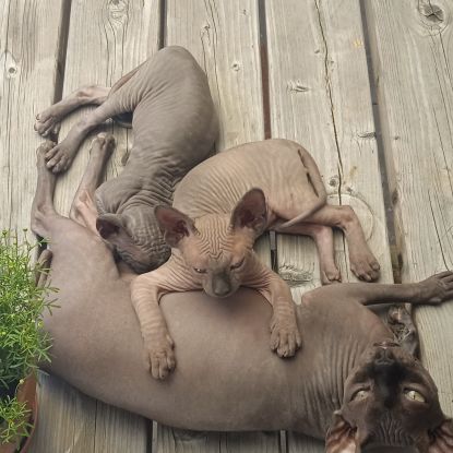 Chatons sphynx loof #3