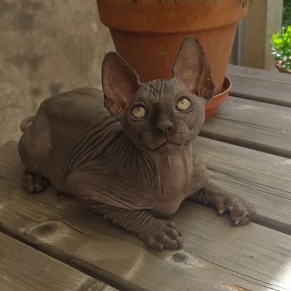 Chatons sphynx loof #4