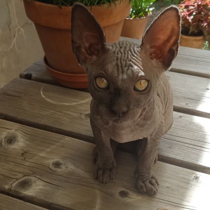 Chatons sphynx loof #5