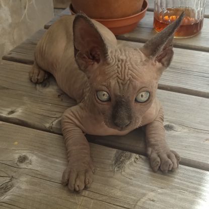 Chatons sphynx loof #6
