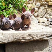 Chatons sphynx loof #0