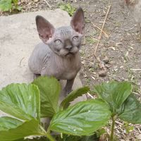 Chatons sphynx loof #2