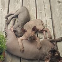 Chatons sphynx loof #3