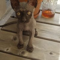 Chatons sphynx loof #7