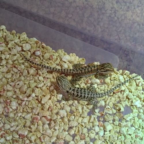 Bébé pogona #1