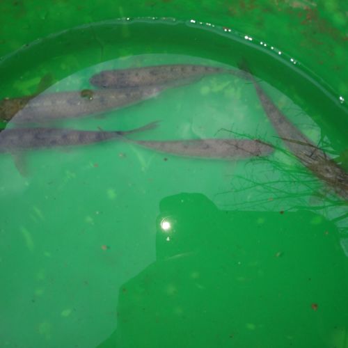 Vend sandres,carpes,gardons,goujons,perches #2