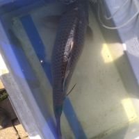 Vend sandres,carpes,gardons,goujons,perches #1